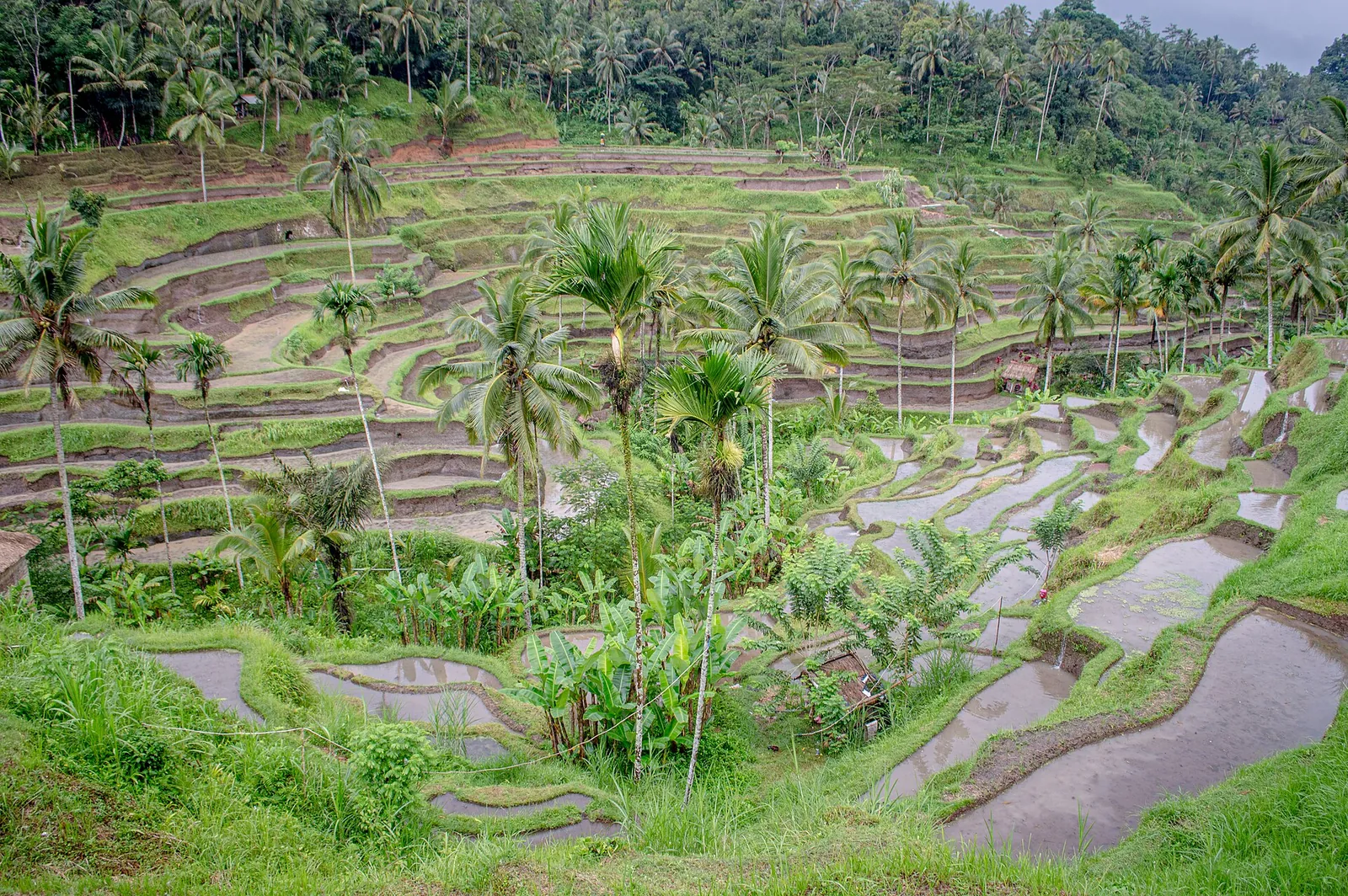 Palm-dotted rice terraces in the hills north of Ubud