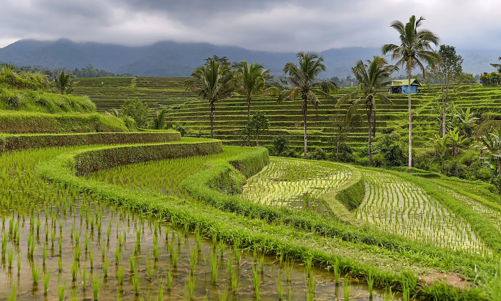 Bright green paddies and palms at Jatiluwih