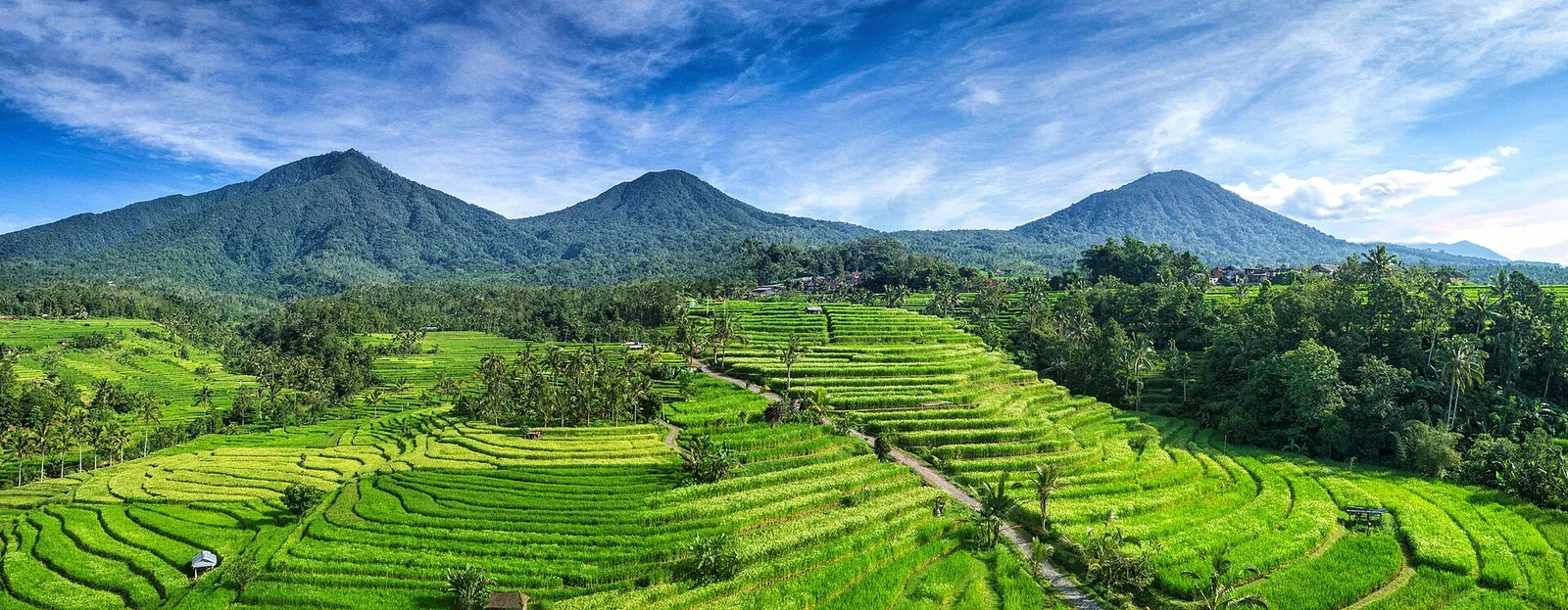 Green Jatiluwih rice terraces below Bali's volcanic peaks