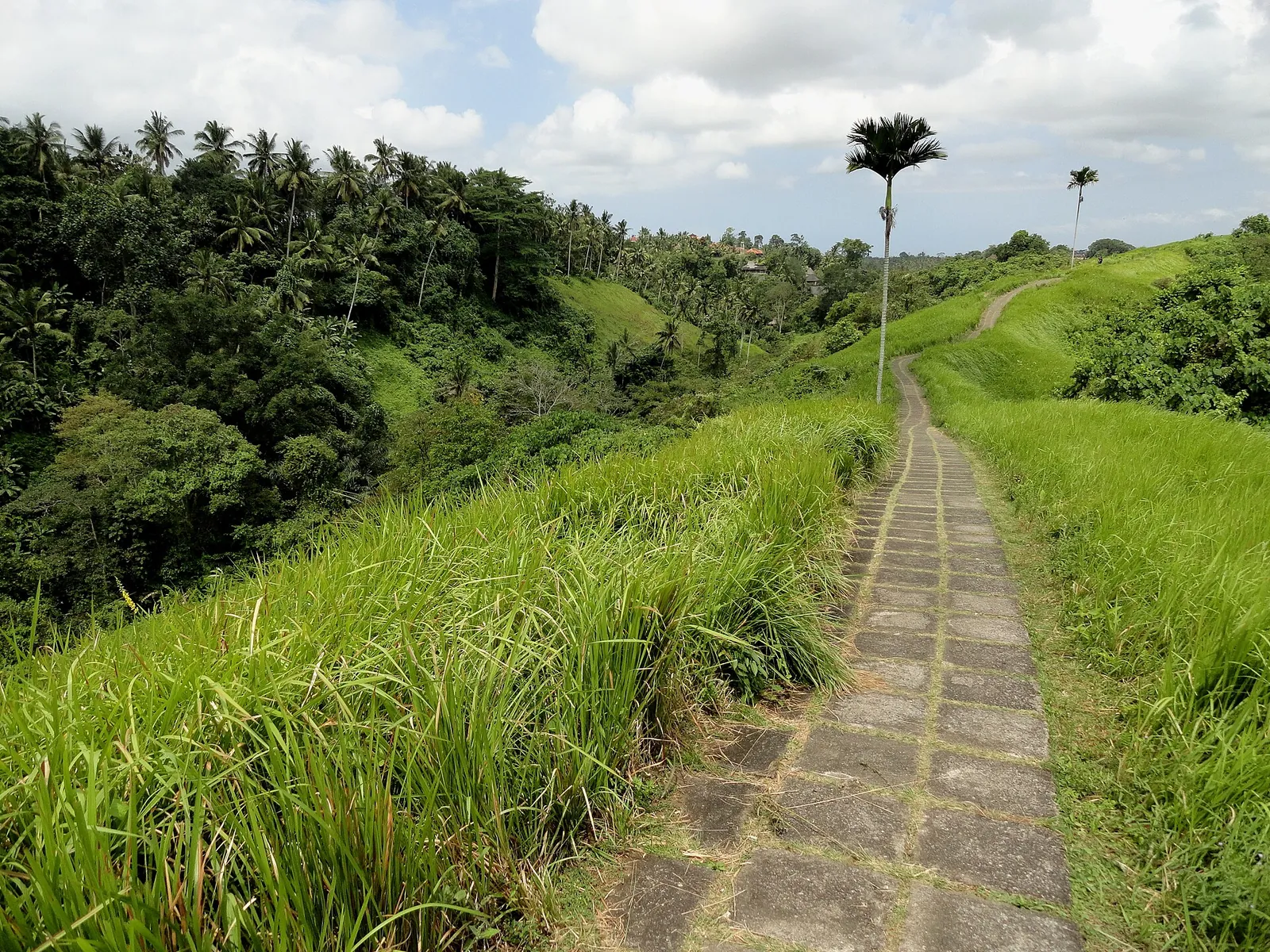 Paved path along the green Campuhan Ridge, Ubud