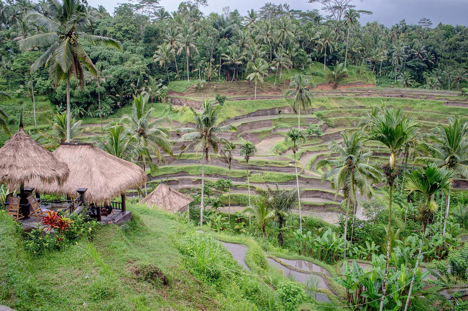 Palm-fringed Tegallalang rice terraces north of Ubud