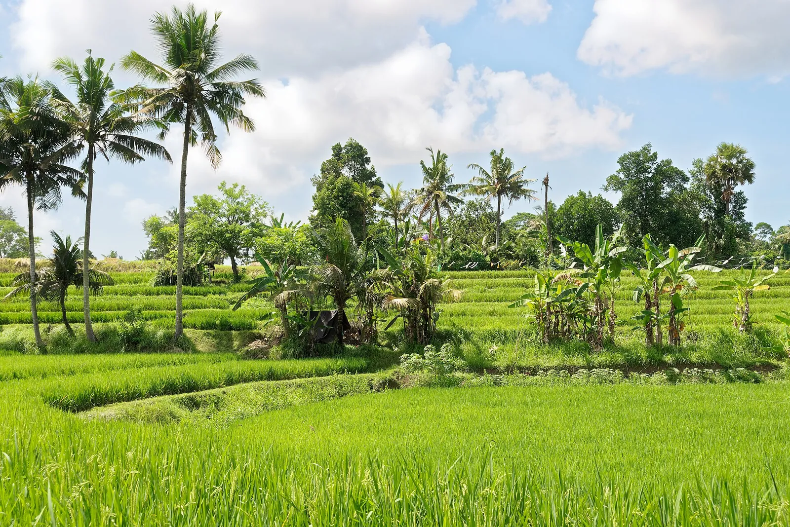 Bright green rice fields near Ubud under blue sky