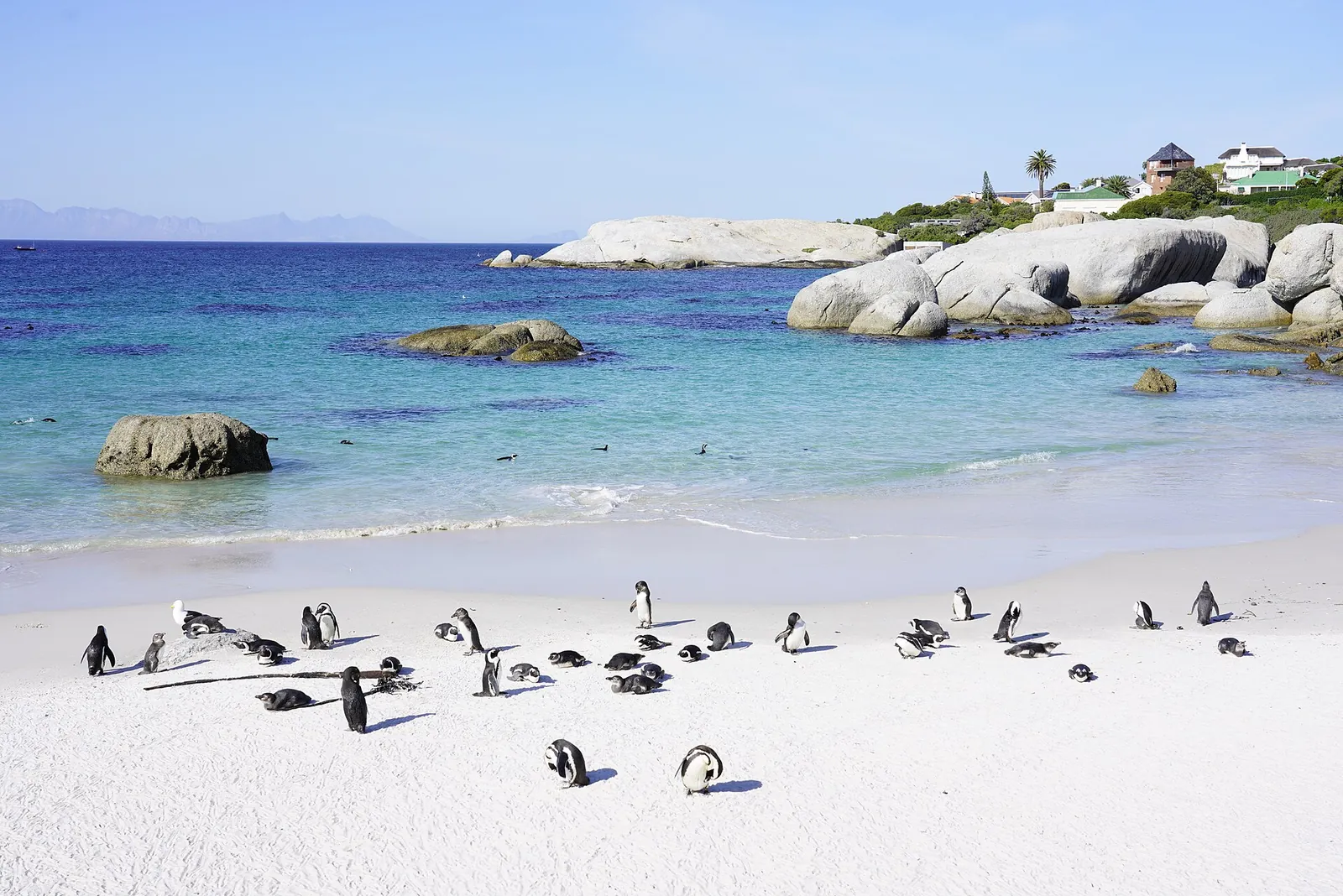 African penguins on the white sand at Boulders Beach