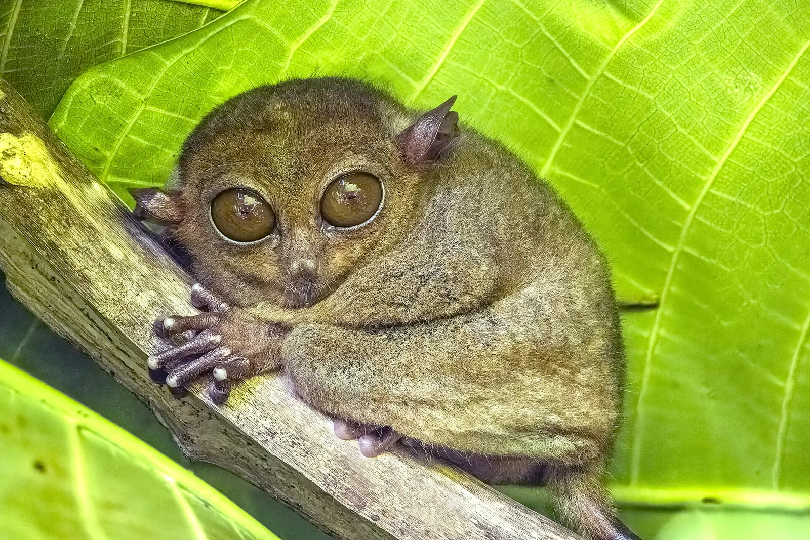 A wide-eyed Philippine tarsier on a branch, Bohol