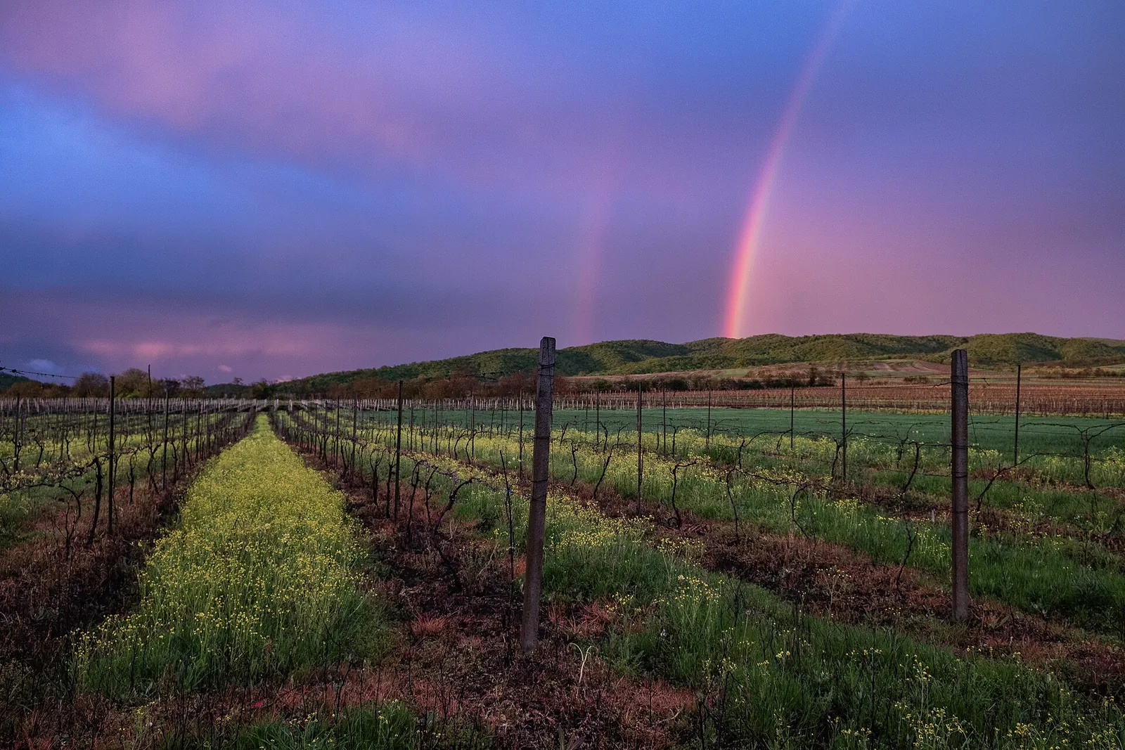 Rainbow over vineyard rows in Kakheti