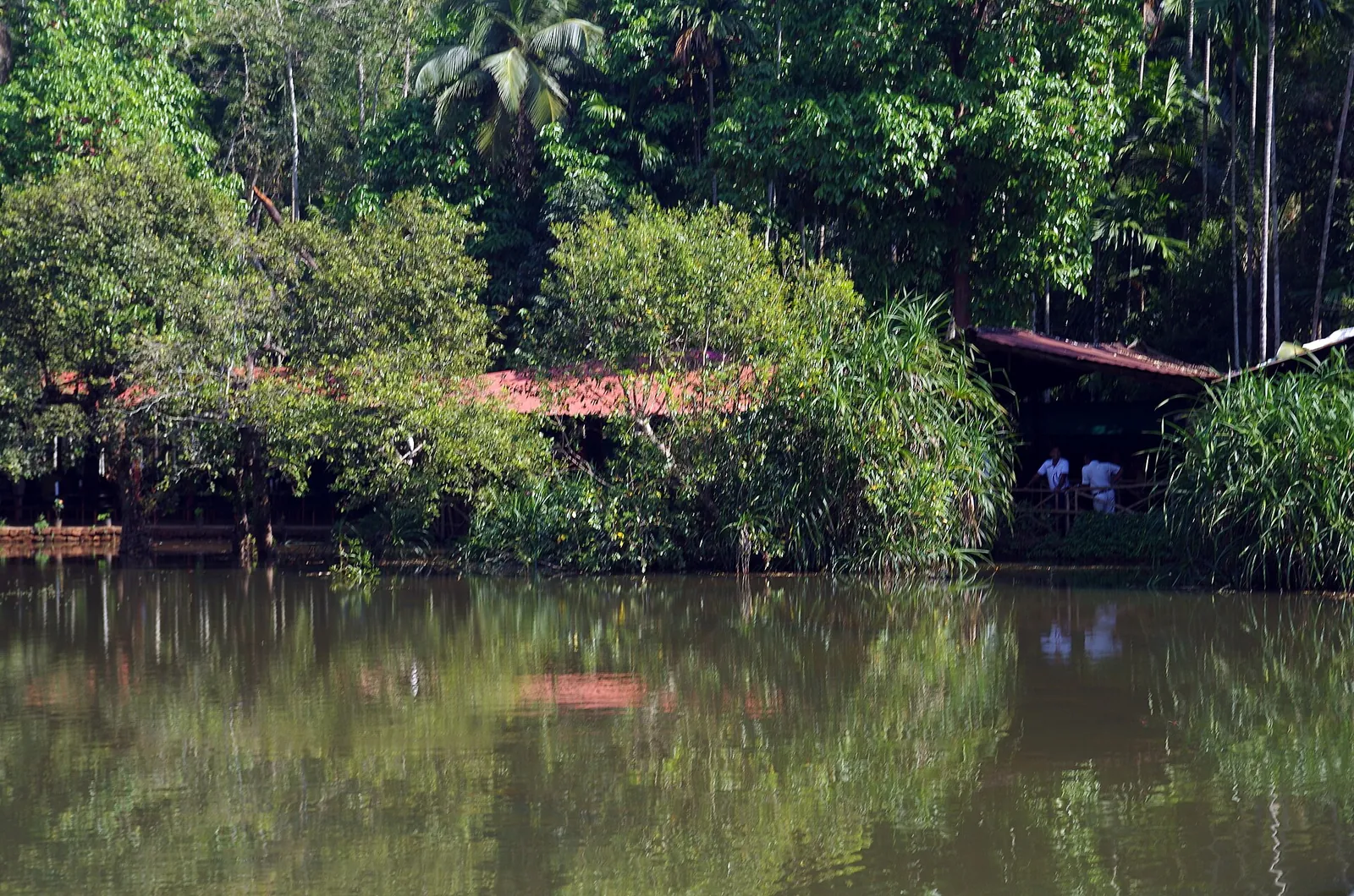 A green, leafy spice plantation by a lake near Ponda