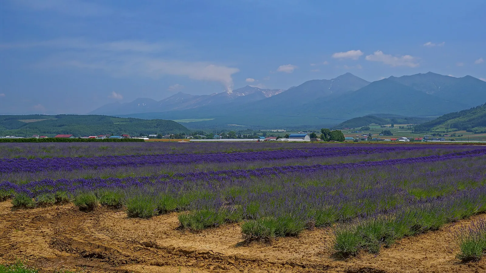 Lavender fields at Farm Tomita with mountains beyond