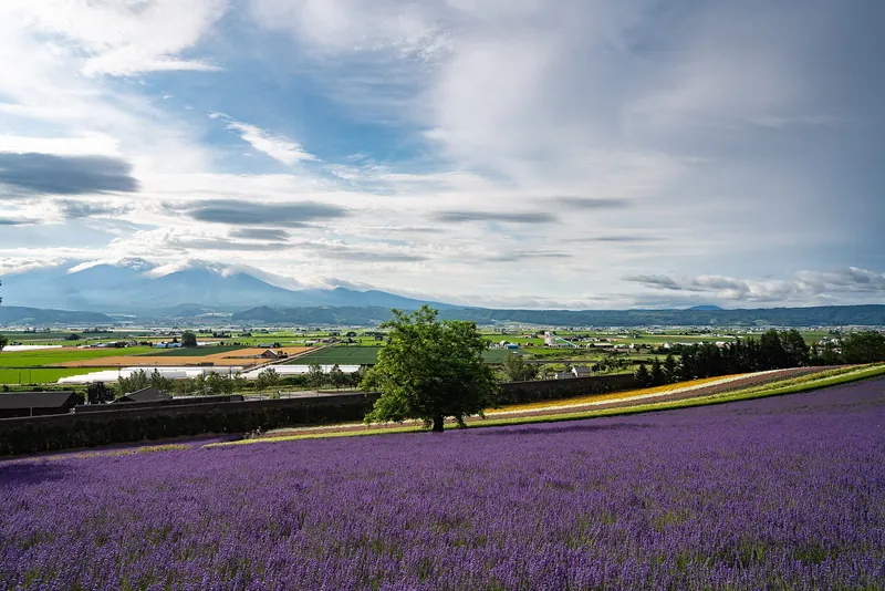 Purple lavender rows below distant mountains at Farm Tomita