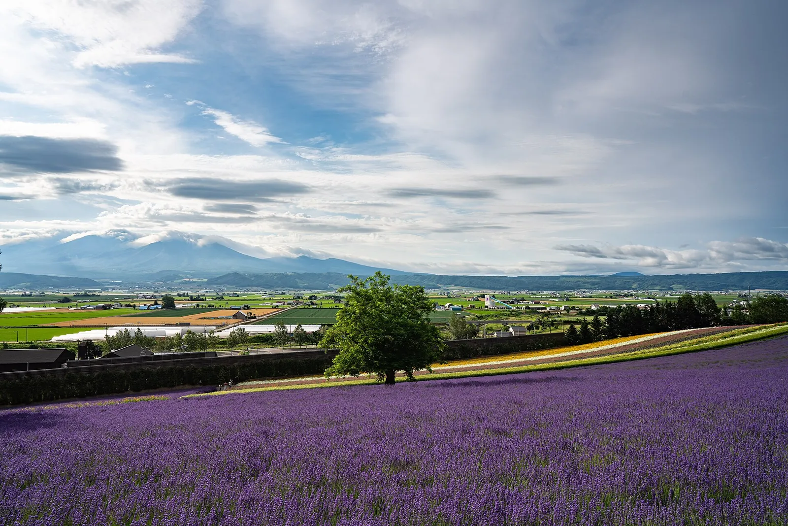 Purple lavender rows below distant mountains at Farm Tomita