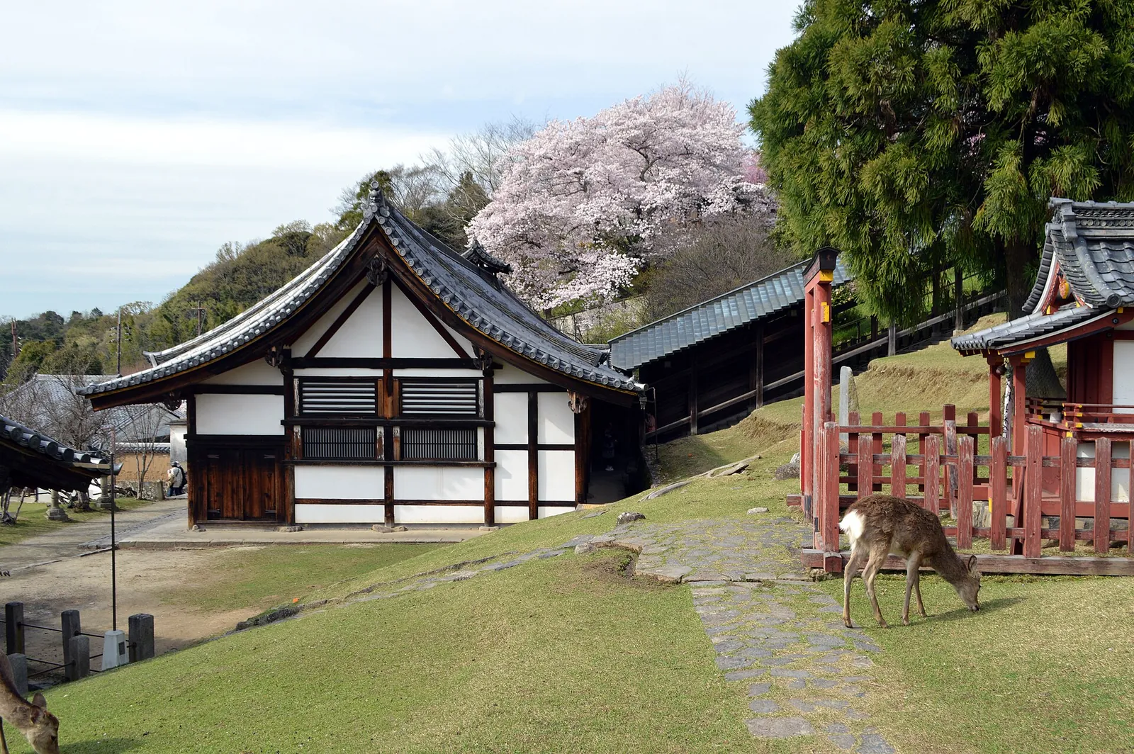 A deer grazing under cherry blossoms at Todai-ji, Nara