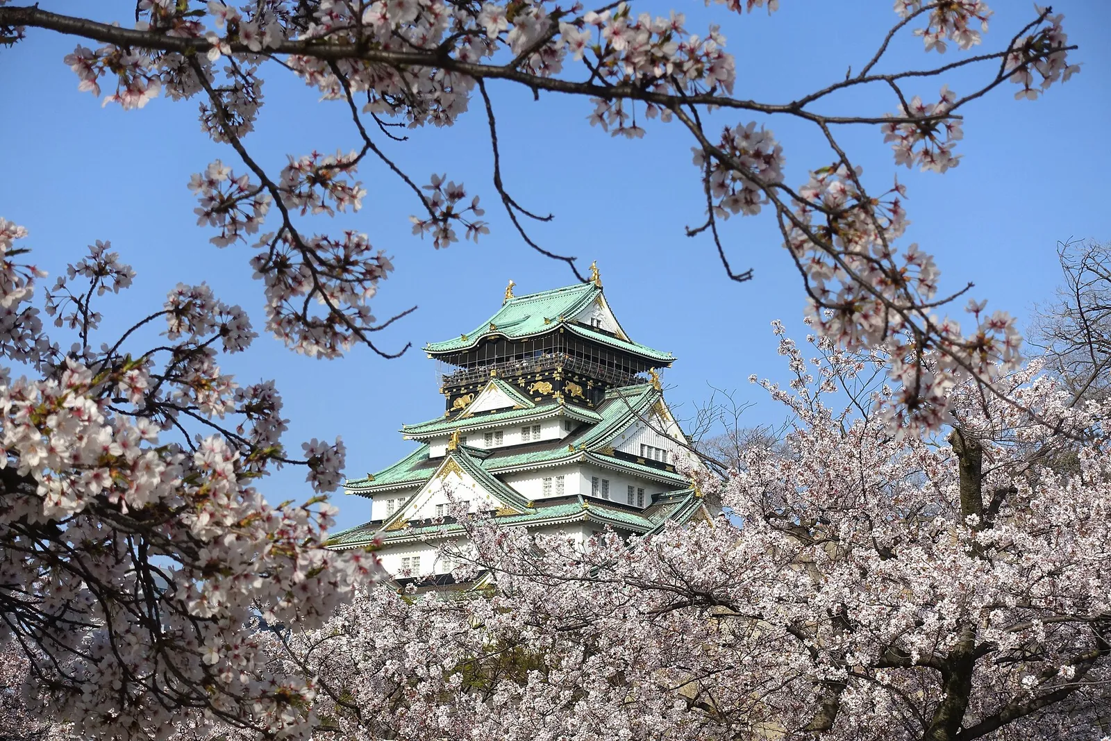 Osaka Castle framed by spring cherry blossoms