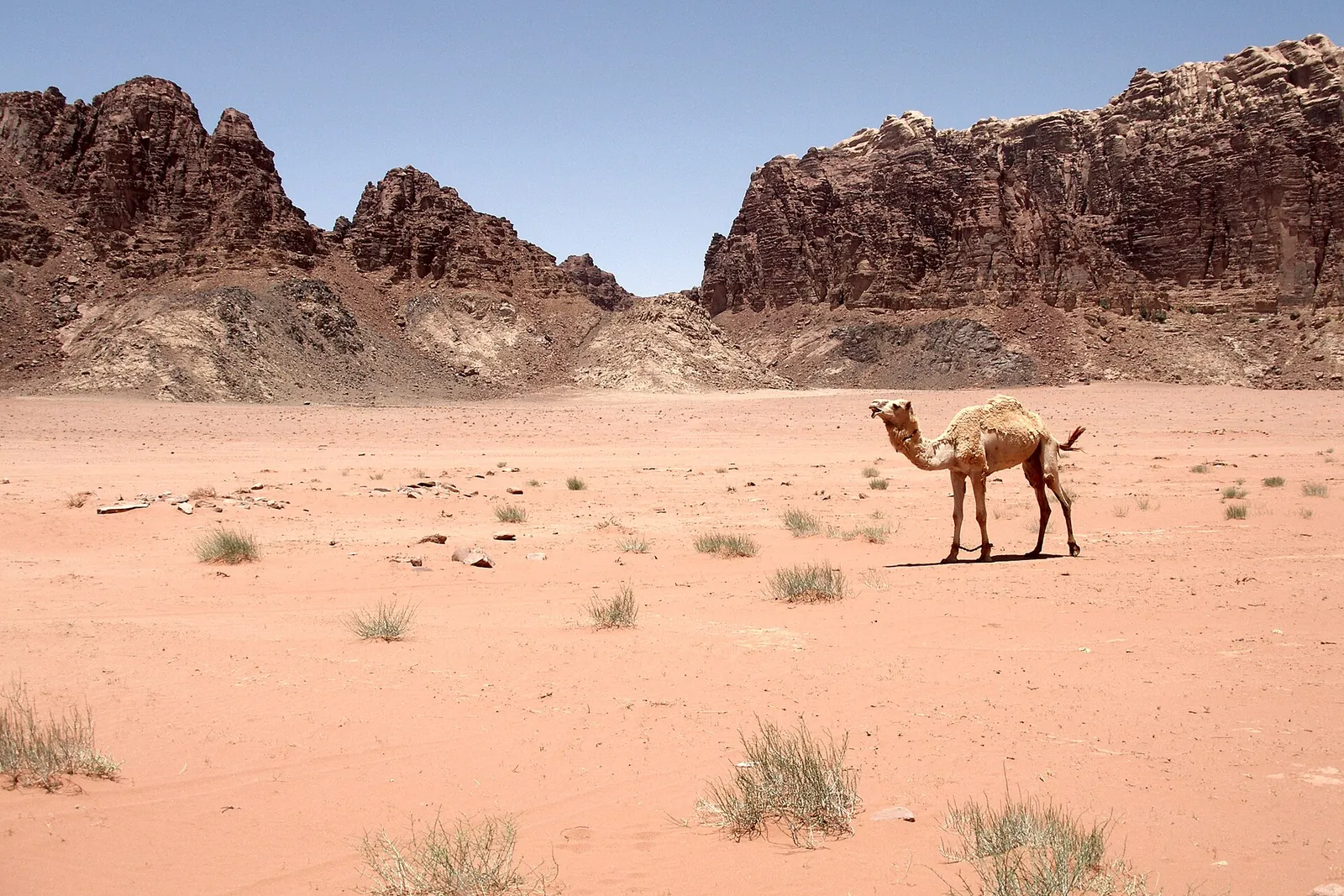 A camel strolling across Wadi Rum's red desert
