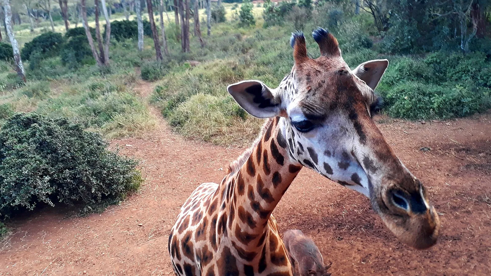 A Rothschild's giraffe up close at the Giraffe Centre