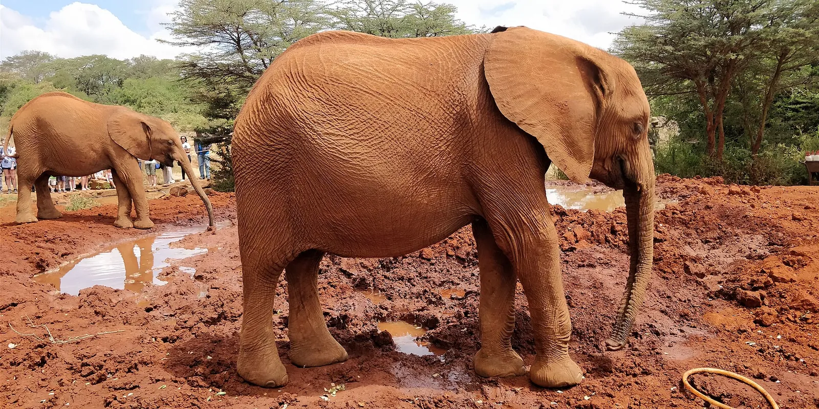 Orphaned baby elephants at the Nairobi nursery