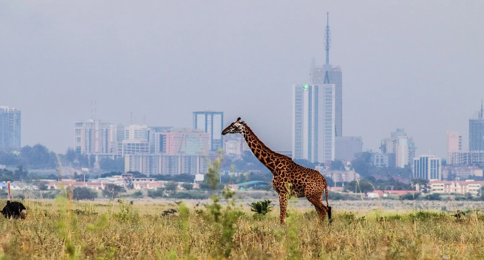 A giraffe grazing with Nairobi's skyline behind it