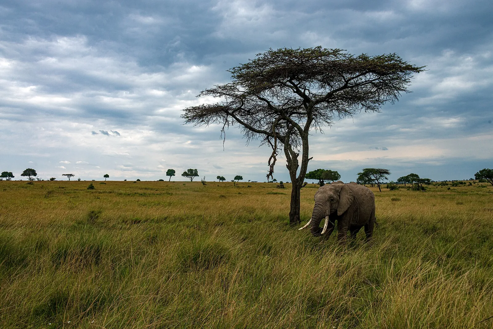 An elephant beneath an acacia on the Mara plains