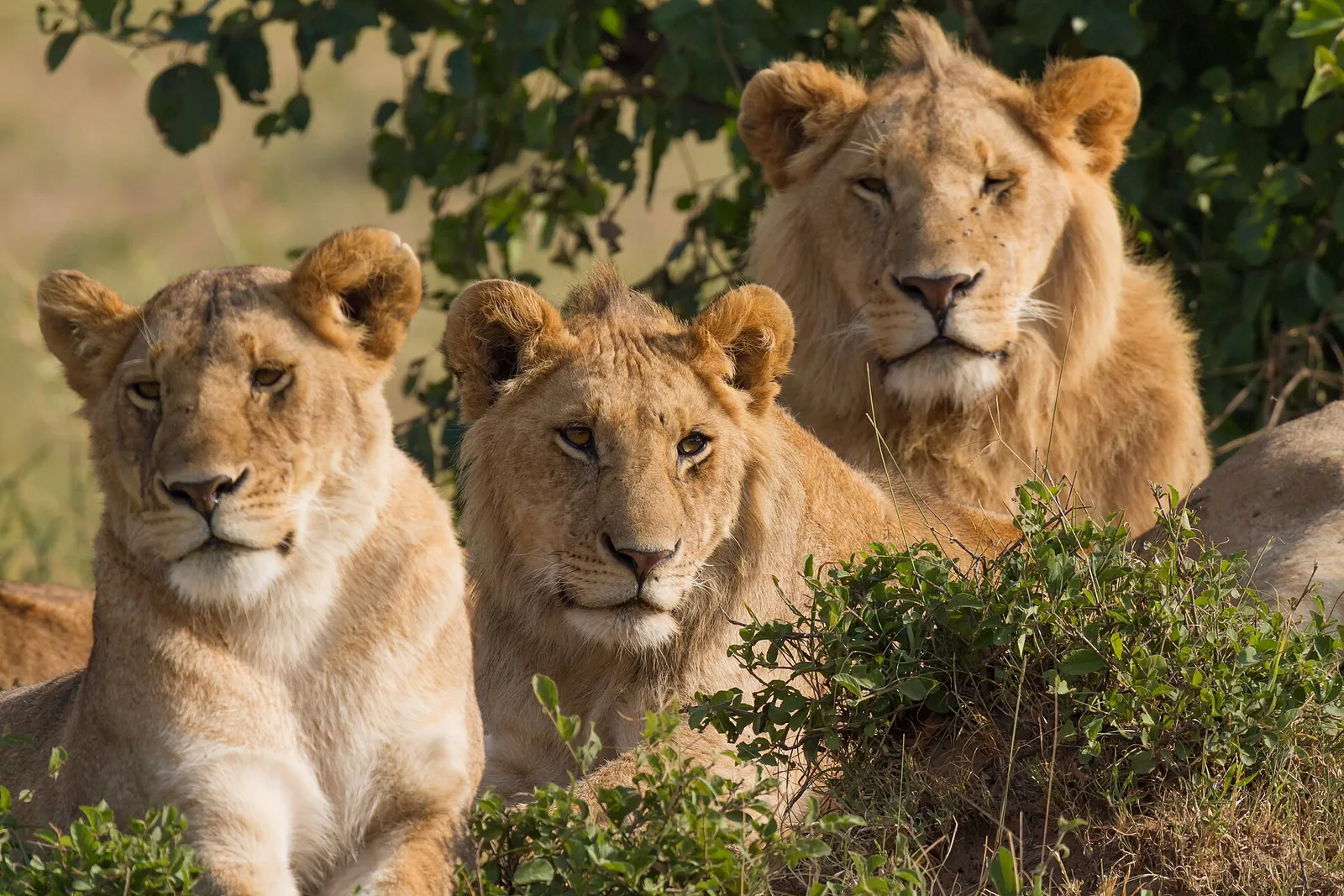 A pride of lions resting in the Masai Mara