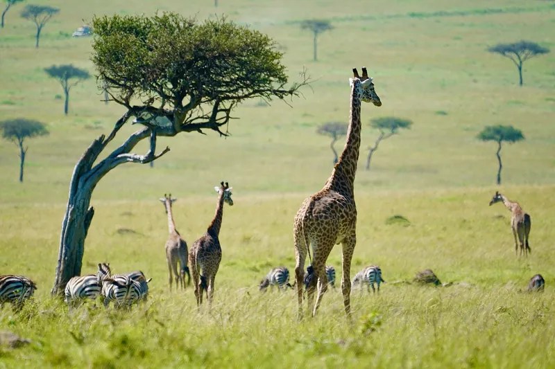 Giraffes and zebras among acacias in the Maasai Mara