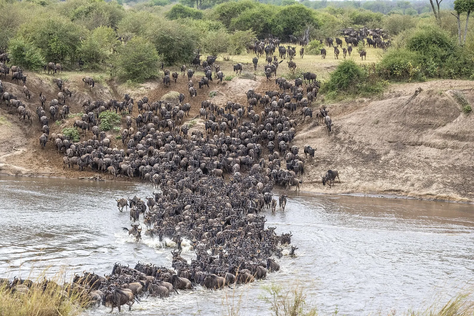 Wildebeest crossing the Mara River