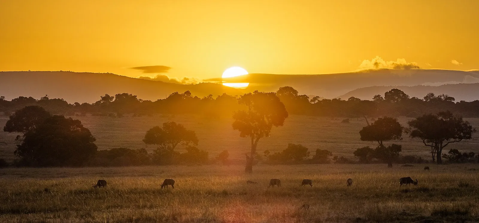 Golden sunset over the Masai Mara savannah