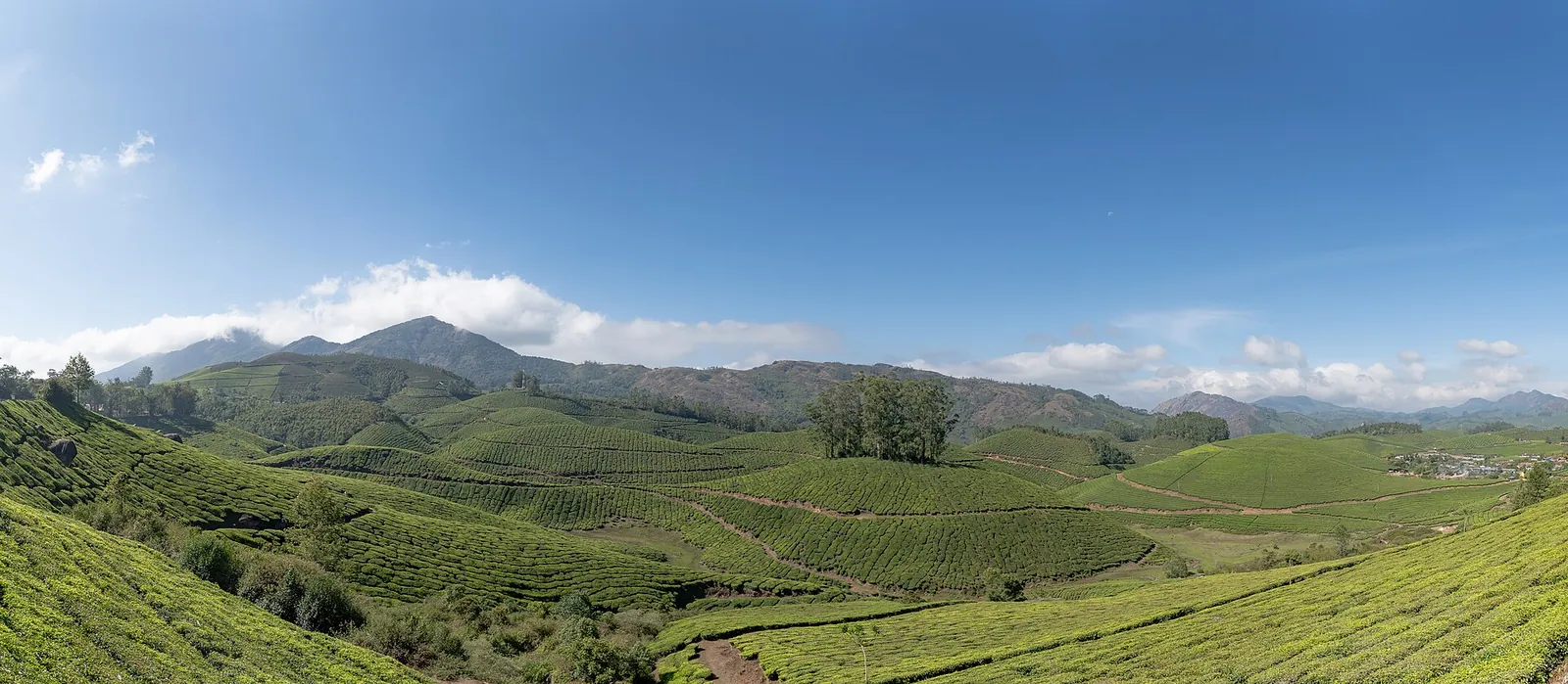 Rolling tea plantations under blue sky in Munnar