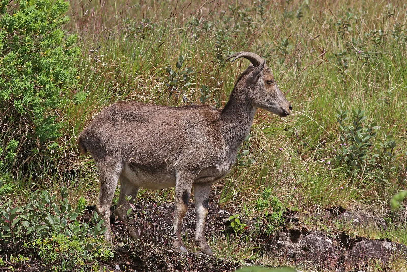 A Nilgiri tahr grazing on a grassy slope