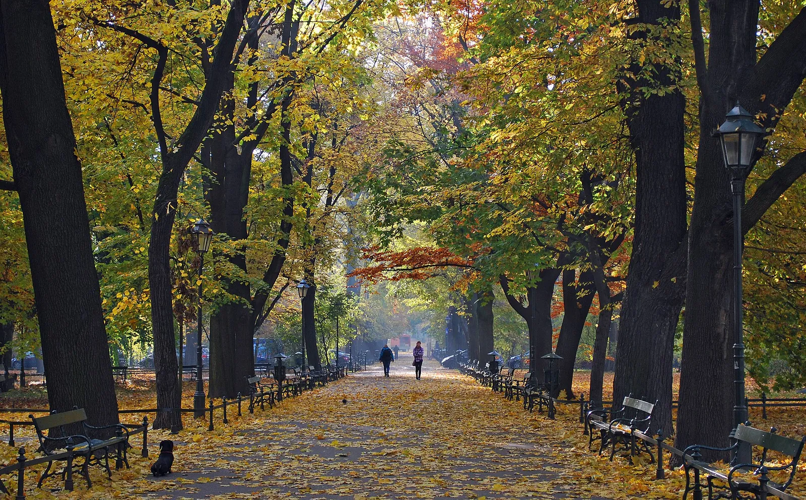 Golden autumn trees along the Planty park