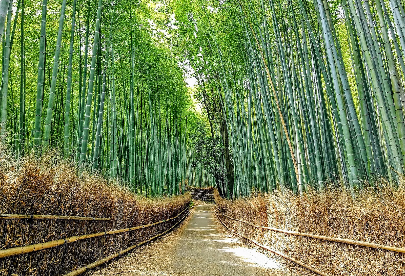 Green bamboo path in Arashiyama's Sagano grove