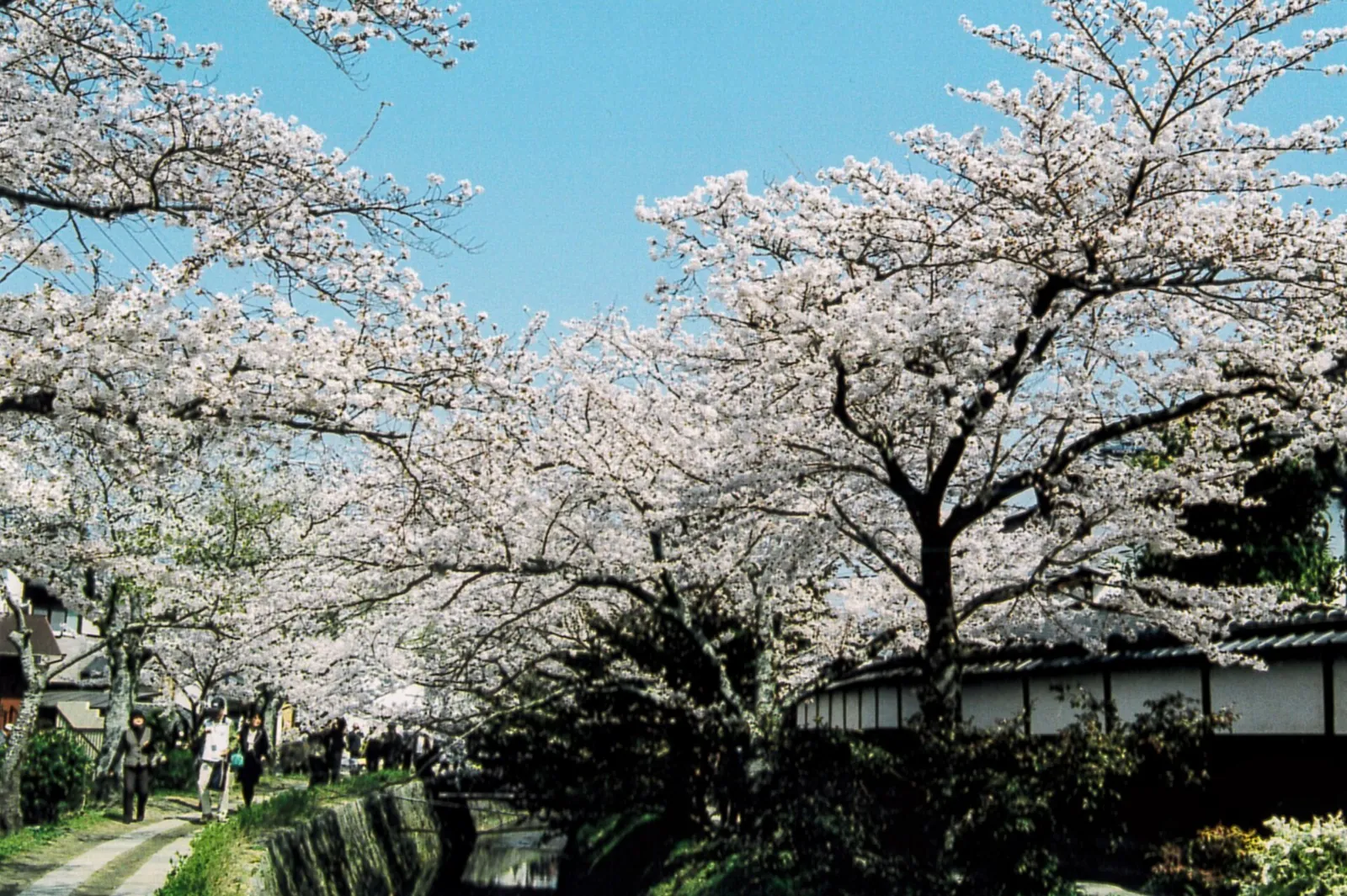 Cherry blossoms along the Philosopher's Path canal