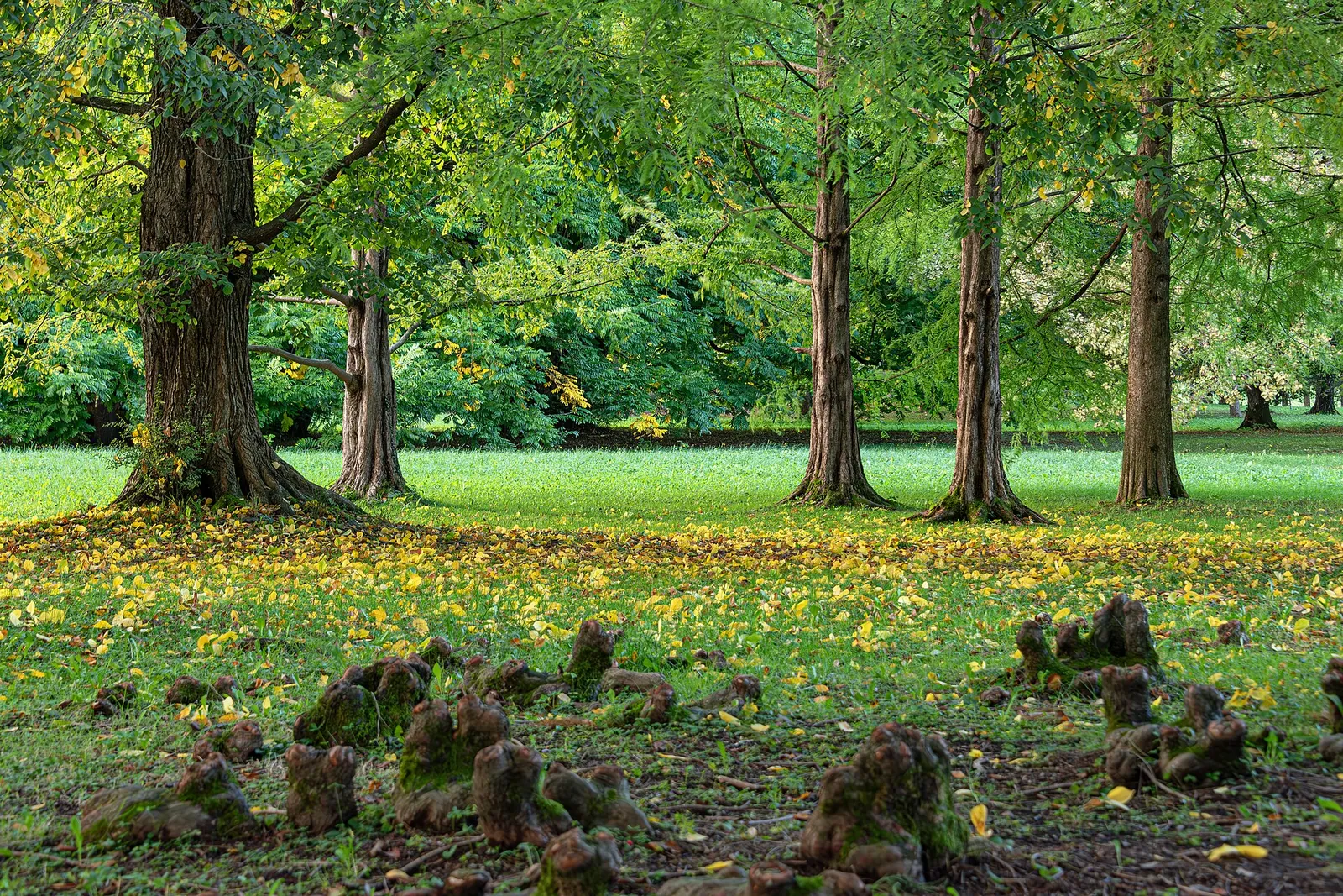 Tall trees and green lawns in Tivoli Park