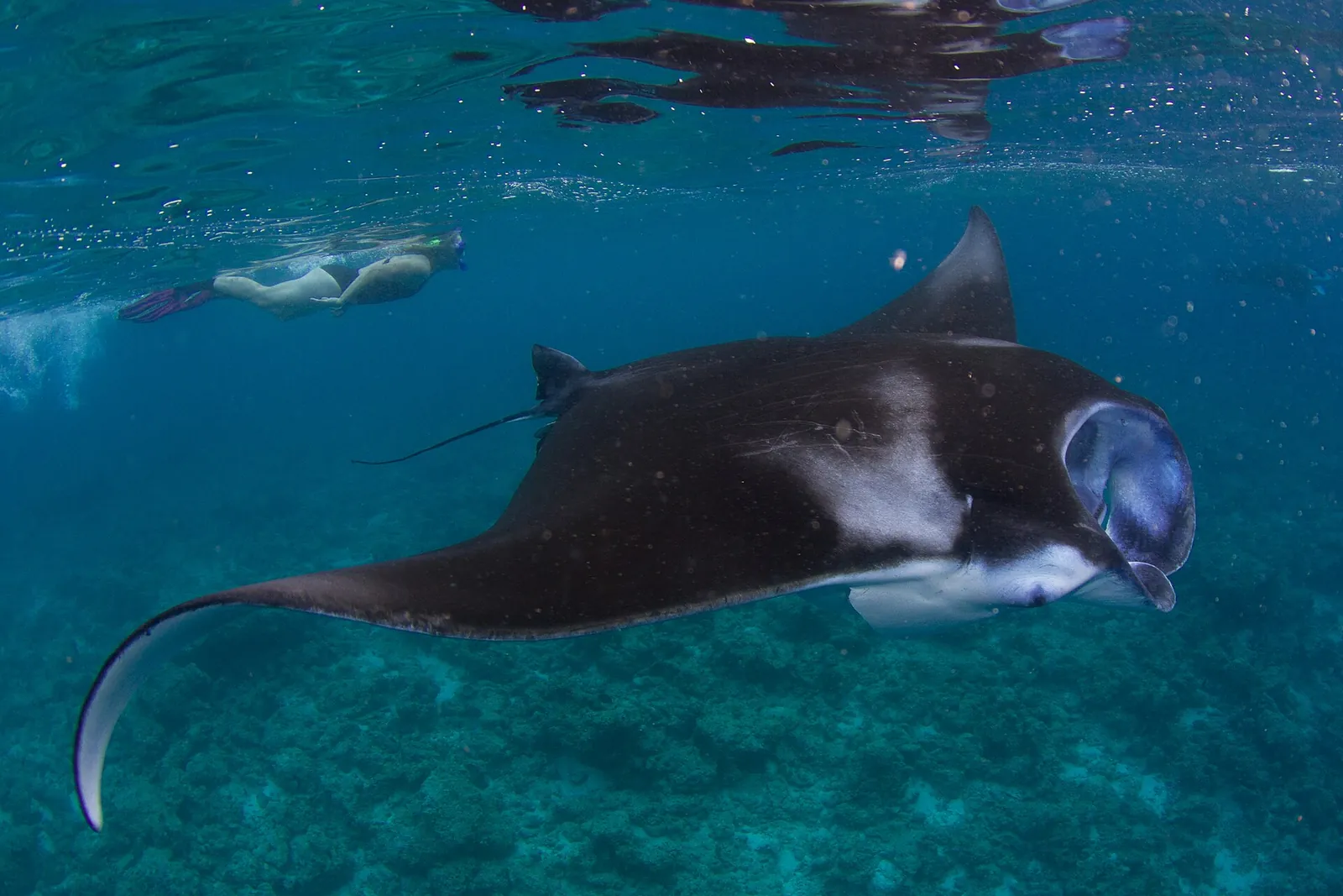 A manta ray gliding past a snorkeller in the Maldives