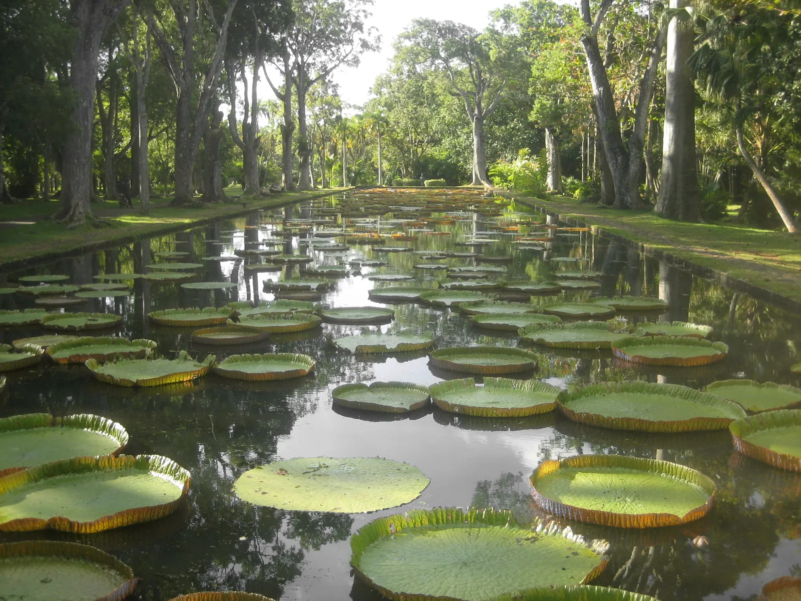 Giant water lilies at the botanic garden in Pamplemousses