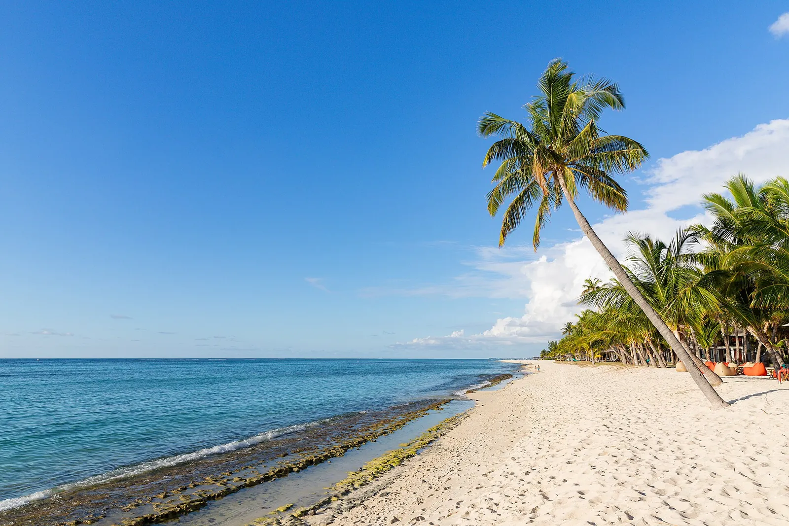 Soft white sand and leaning palm on Le Morne beach
