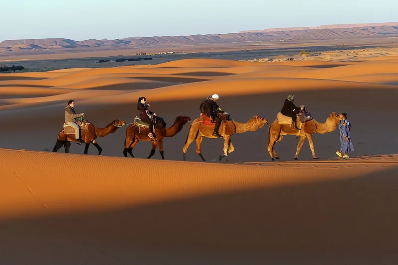 A camel caravan crossing golden Saharan dunes in Morocco