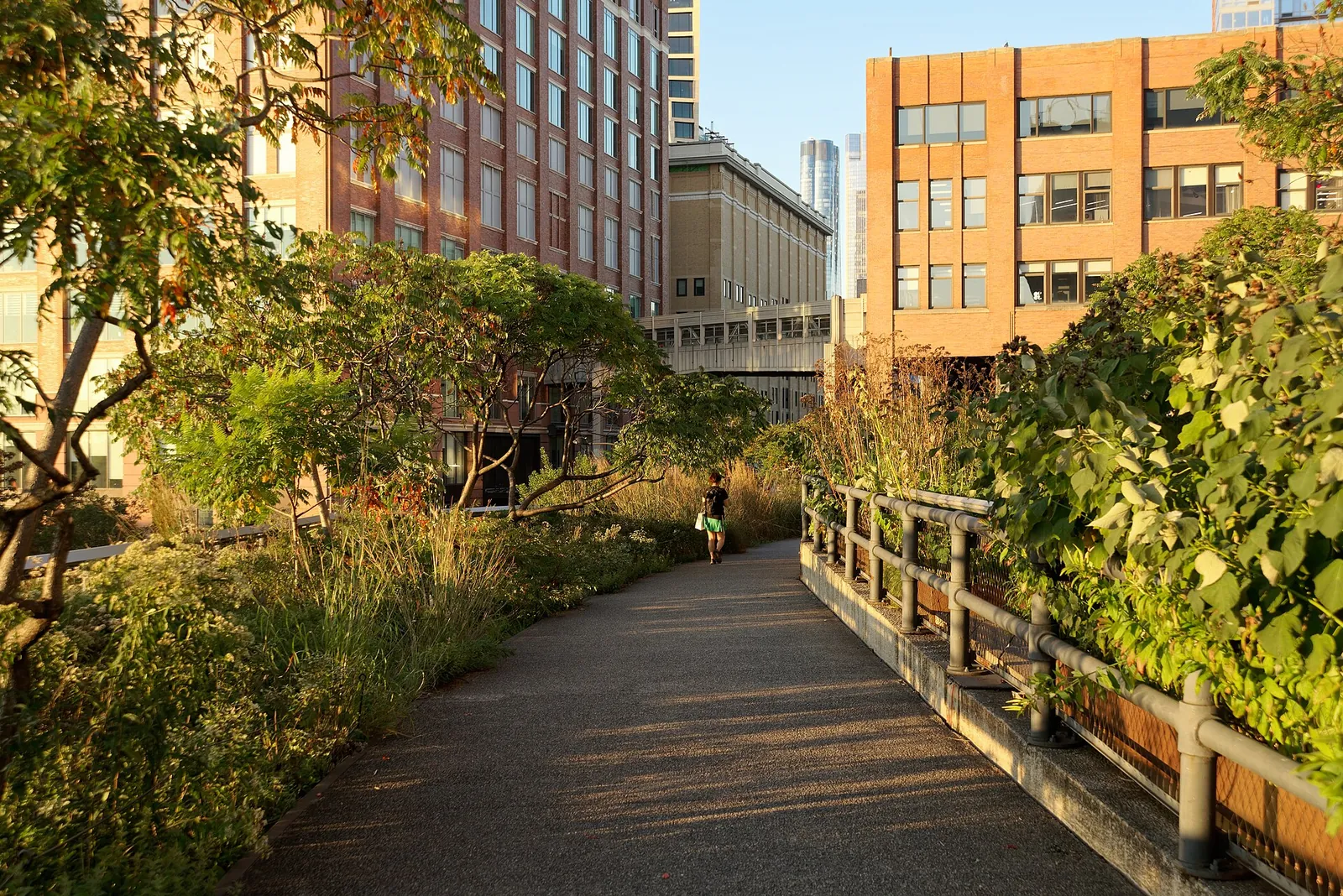 Leafy path on the High Line in warm evening light