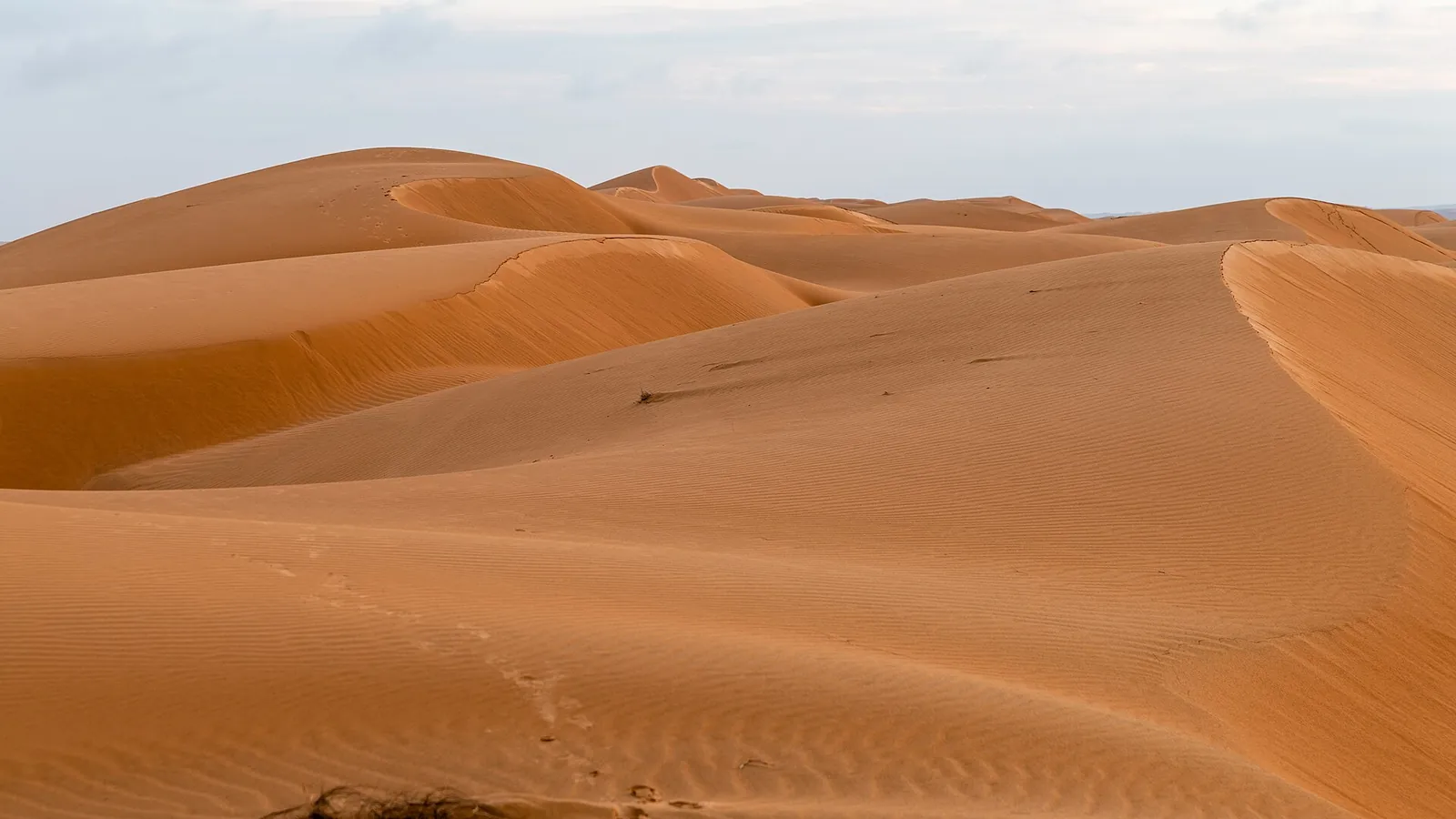 Rippled golden dunes of Wahiba Sands