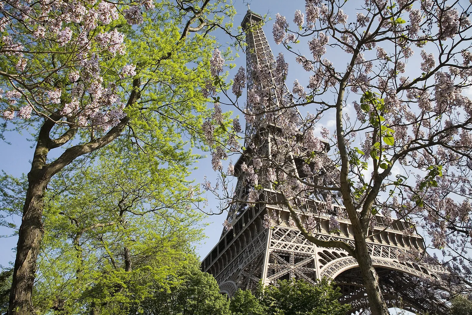 The Eiffel Tower framed by spring blossoms