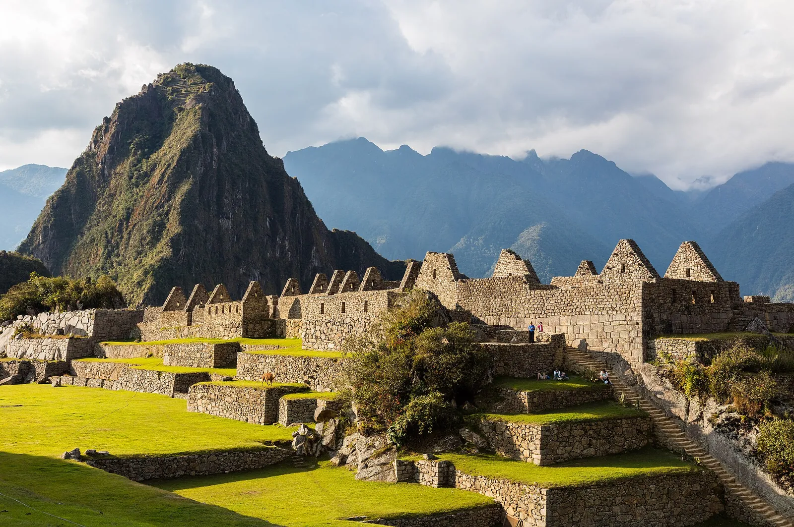 Grassy Inca terraces below Huayna Picchu at Machu Picchu