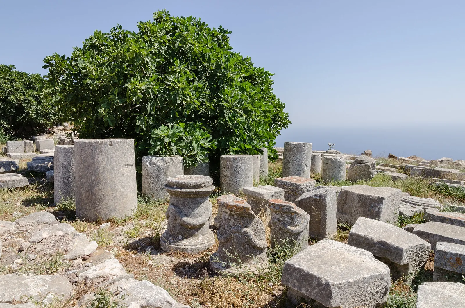 Column drums and a green tree at Ancient Thera