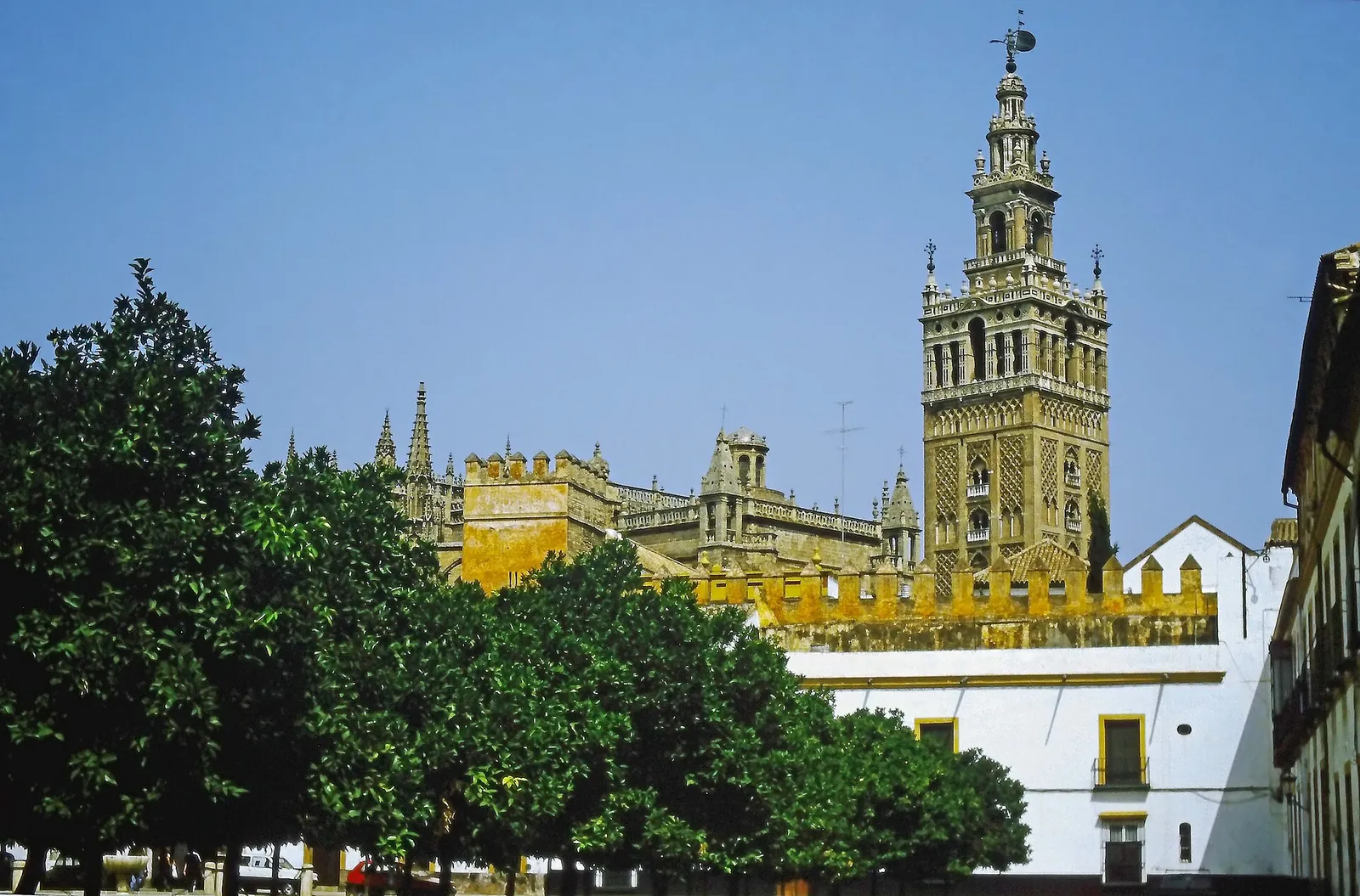 The Giralda tower rising above orange trees