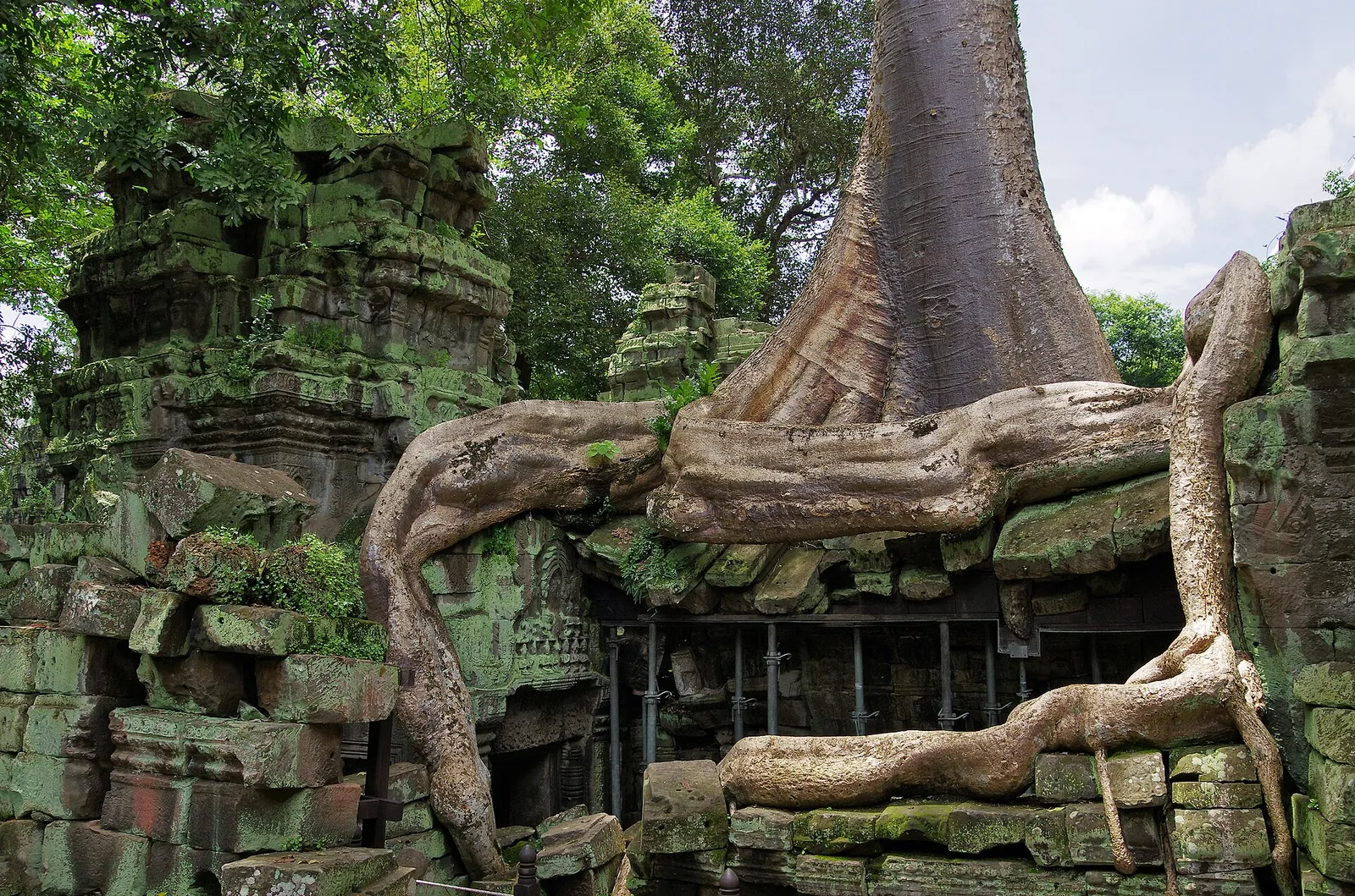 Giant tree roots wrapped over Ta Prohm's stones
