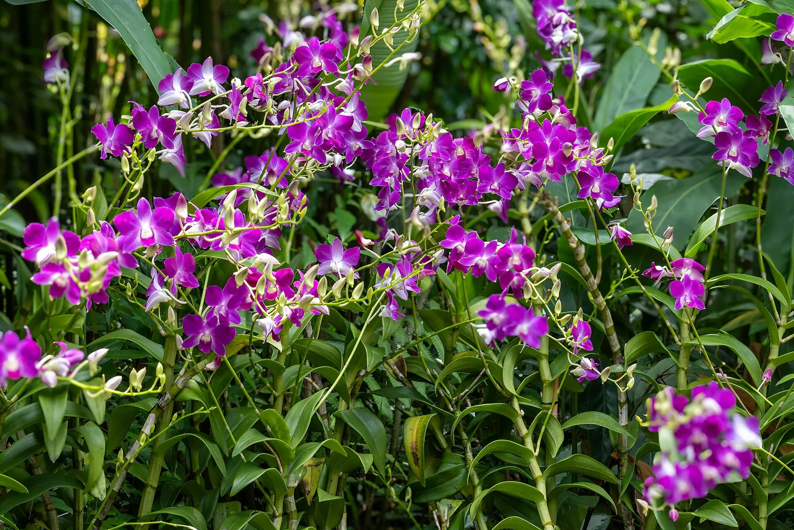 Purple orchids in bloom at the National Orchid Garden