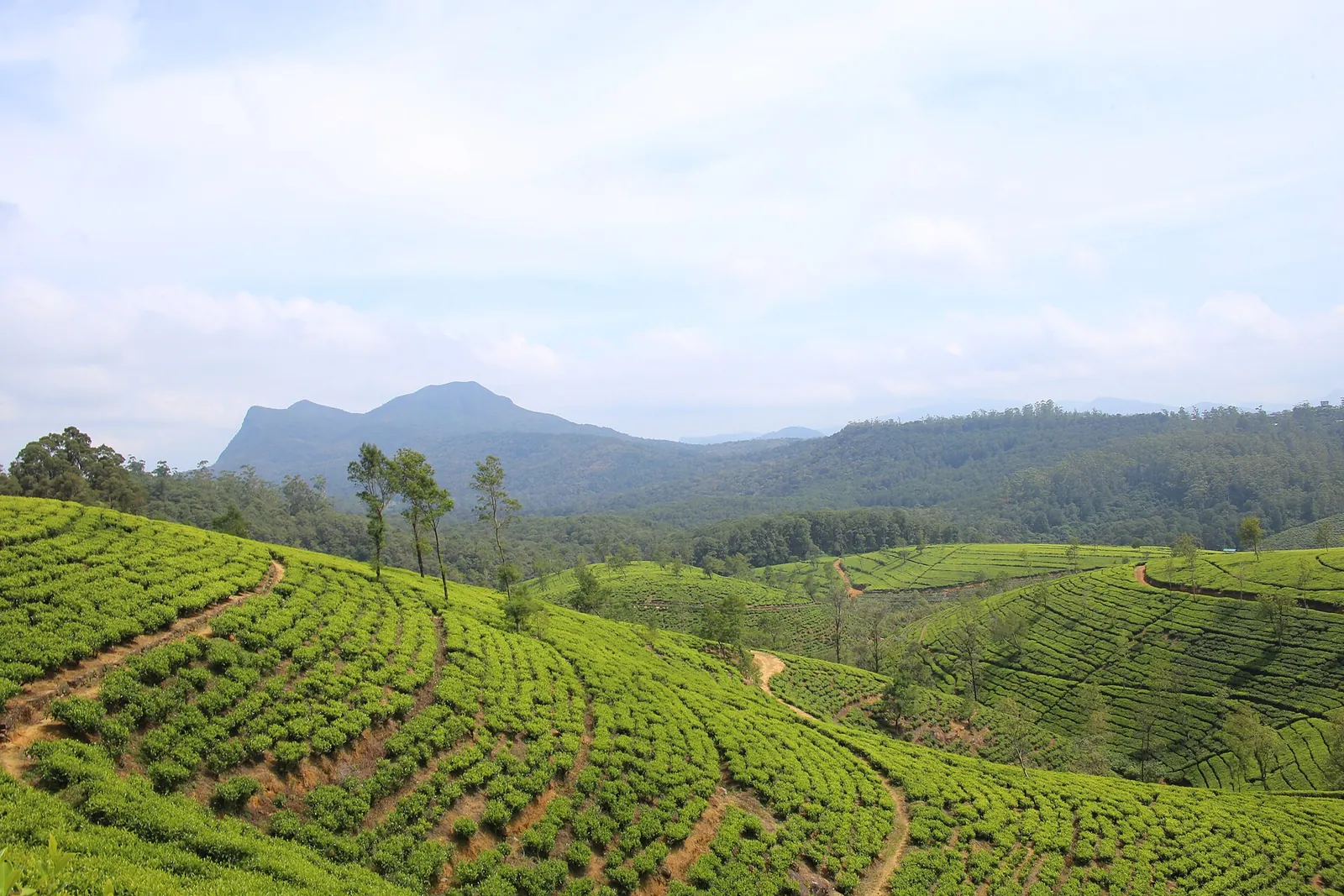 Rolling tea gardens near Nuwara Eliya