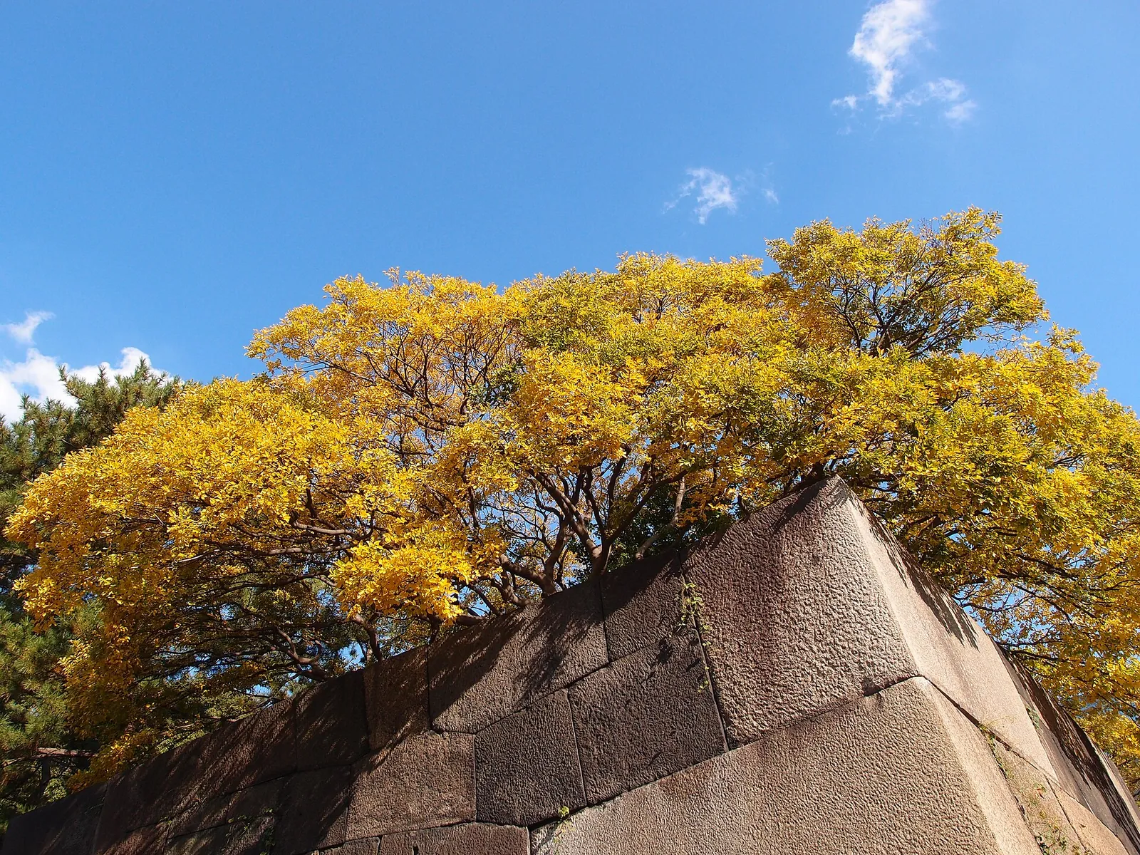 Golden autumn tree on old Edo Castle walls, East Gardens