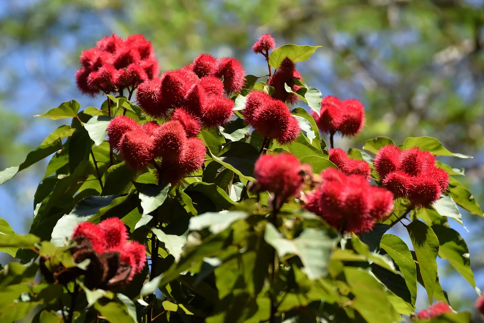 Bright red seed pods on a Zanzibar spice farm