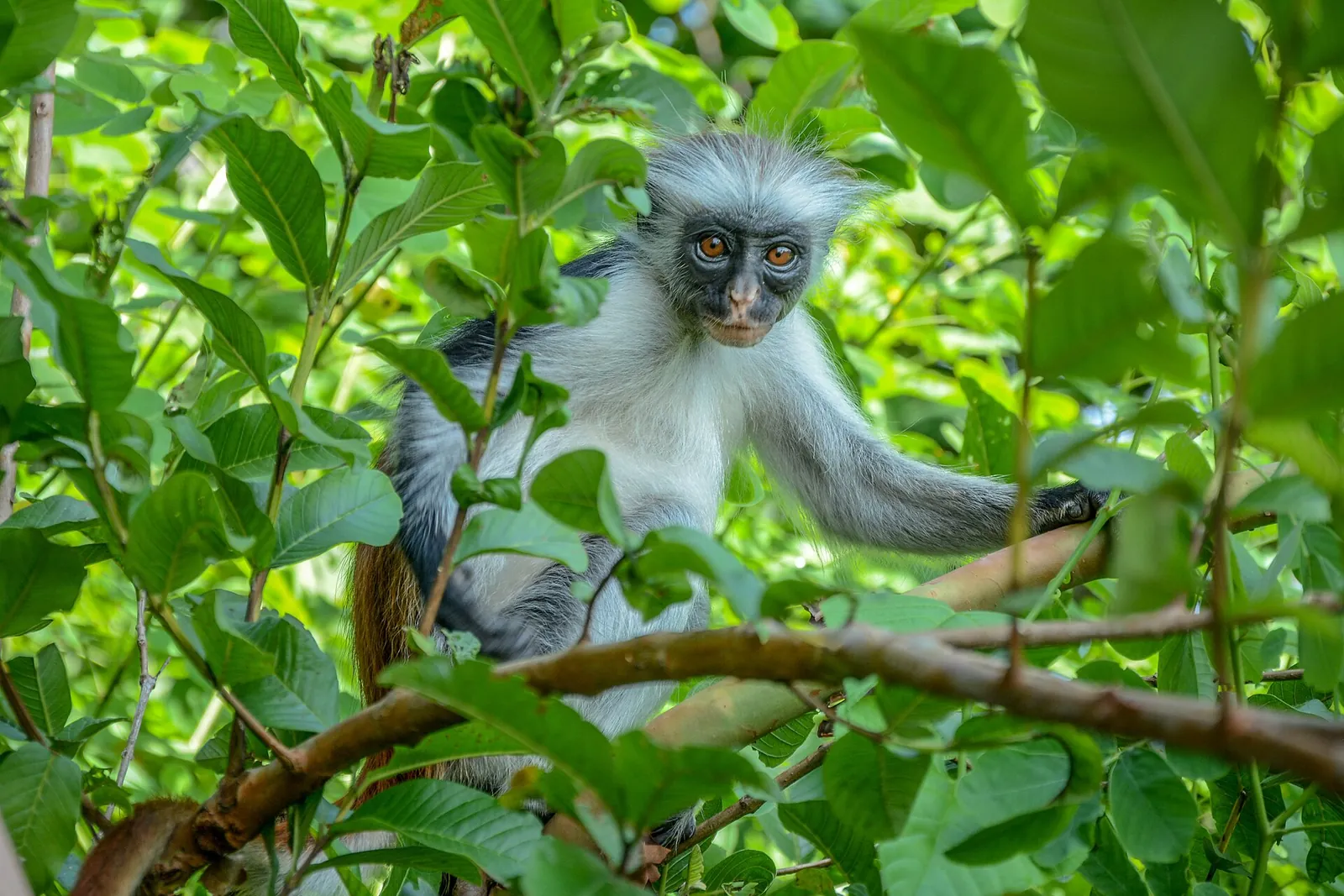 A red colobus monkey peering out in Jozani forest