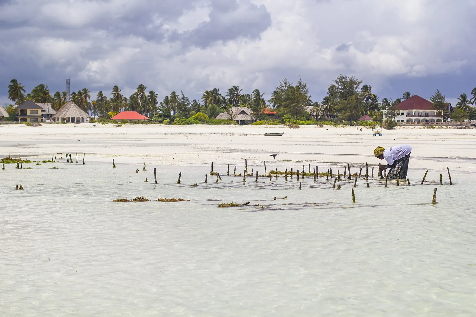Seaweed farm plots in the east coast lagoon